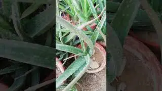 My Small Beautiful Home Garden Raining In My Backyard EP - 2336 #shorts #garden #short #shortvideo