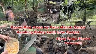 Paano Mag alaga ng Native Chicken Pabo Gansa Kambing at Baboy?