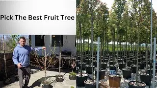 Must Watch Before You Purchase Fruit Trees