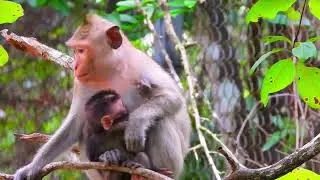 Weaning Pain! Baby Monkey's Last Hugs and Cries for Milk from Mom 🐒💔🍼