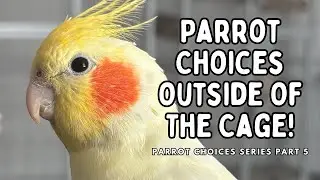Giving Your Pet Bird Choices Outside Of The Cage - Choices Series Part 5 | TheParrotTeacher