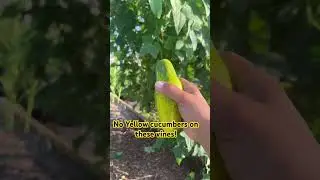 Don&rsquo;t let your cucumbers turn yellow on the vine! #gardening #cucumber #harvesting