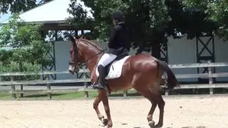 Tom Colins - World Champion Green English Performance Mule