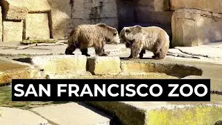 SF Zoo Now Open! San Francisco Zoo and Gardens | Little Puffer Steam Train