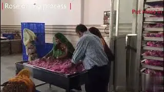 Rose drying machine, rose dryer,  rose #dehydrator  green room. # Edible dried flowers #rose #dryer