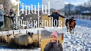Tinutul momarlanilor Varza , Virsli de Oaie in unul dintre cele mai spectaculoase locuri din Romania