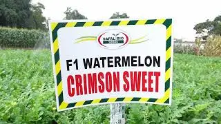 watermelon crimson Sweet