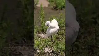 Little Egret #shorts
