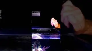 Why ReefLED 50 Lights Are Game-Changing! 🌊 #shorts #aioaquarium