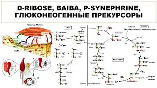 лекция: D-RIBOSE, BAIBA, P-SYNEPHRINE,  ГЛЮКОНЕОГЕННЫЕ ПРЕКУРСОРЫ