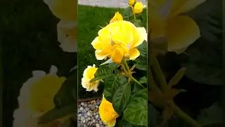 🌹🌹ROSY GARDEN🌹🌹 #shortsfeed  #shortsviral  #SHORTS