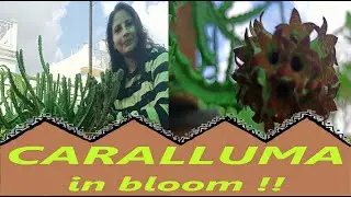 CARALLUMA in Bloom !! ( An Amazing Succulent )