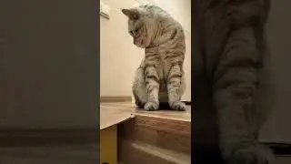 Торшер не погас #пельмени #смех #юмор #уральскиепельмени #сатира #cat #веселыекоты #юмор #прикол