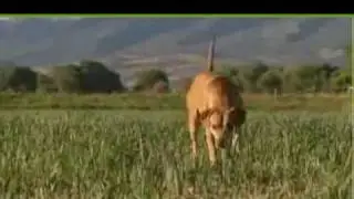 The Lion Hunter