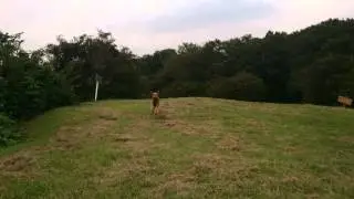 An airedale terrier is running!