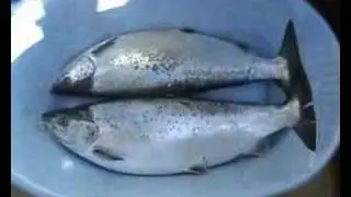 Trolling. KM Volvo Fiskeklubb Sk&ouml;vde. H&auml;llekis.