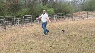 7 month old rough Collie Puppy herding lesson