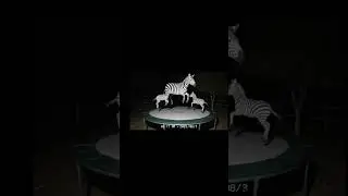 #cctv #wildlife