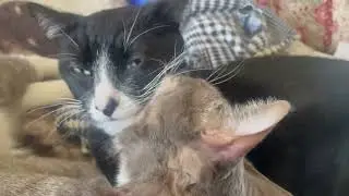 Lick fight cats and politics