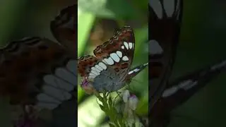 Delicate Beauty! Butterfly Drinking Nectar in Slow Motion! #shorts #butterfly #nature #flowers