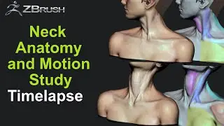 Anatomy sculpting in Zbrush - Neck Anatomy and Motion