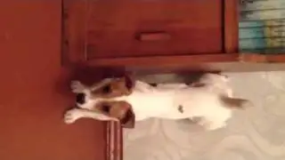 Кликер тренинг