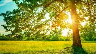 The Modern Alchemist Podcast Episode 1 Meditation & the Power of I Love You -- TMAC & ZMHB Present