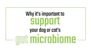 Why It&rsquo;s Important To Support Your Dog Or Cat&rsquo;s Gut Microbiome