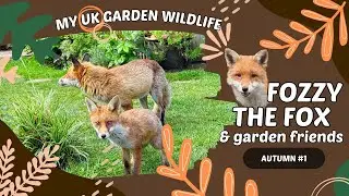 Garden Wildlife #1 - Introducing Fozzy the Fox and his cubs