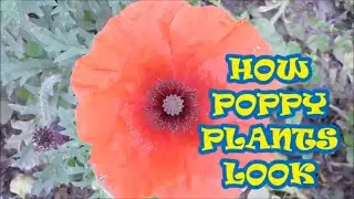HOW POPPY PLANT LOOKS