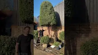 Composite Topiary 1: Blobs and fantastic Taxus baccata feature pieces from our nursery.