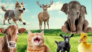 Charming Animal Sound Collection - Elephant, Cow, Squirrel, Rat, Deer, Parrot, Monkey, Tiger