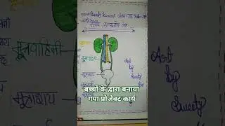Human Heart,Eye And Excretory System project