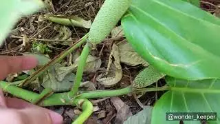 Monstera  borsigiana VS deliciosa ( small form , large form what are they ?)
