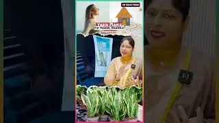 Lucky Plants | Surprising Benefits of Snake Plant | VASTU TIPS #baghyaashok