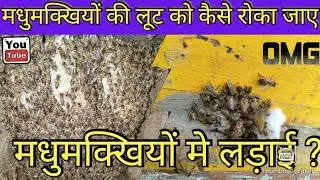 🐝how to stop honey bee robbing//मधुमक्खियों की लूट को कैसे रोका जाए ? #robbing #bee #beefarmingm