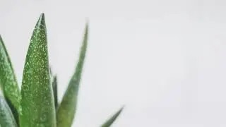 Si Tu S&aacute;bila o Lengua de Suegra Florece, Esto NO es Casualidad