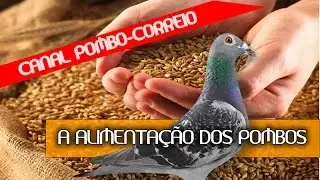 Alimentação dos pombos correios