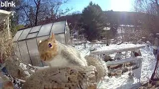 Funny Squirrels Squabbling In The Snow!!🤣 ❄️ 🐿️ #funny #snow #squirrel #winter