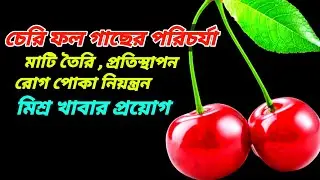 Cherry Plant Care | How To Grow Cherry Plant At Home | চেরি গাছের পরিচর্যা