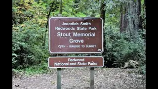 STOUT MEMORIAL GROVE, JEDEDIAH SMITH REDWOODS STATE PARK 2022