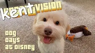 KENTVISION | Things for Dogs to Do At Disney!!!