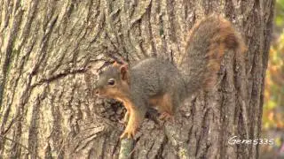 Fox Squirrel (Sciurus, niger)