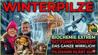 🧪Molekulare Wunderwaffen: Das wirkliche Geheimnis der Winterpilze ❄️🍄 Biochemie extrem! Januar 2026