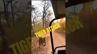 We Went on a Dangerous Jungle Safari