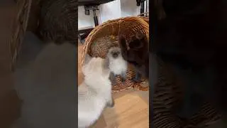 #brincadeiras de #gatinhos #filhotedegato #gatosfofos #amoanimais #amogatos #animaldeestima&ccedil;&atilde;o #kkk