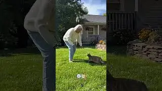 Lively grandma chase her cat #cat #catvideo #cats #catvideos #funny #laugh #funnycat #fyp #cats