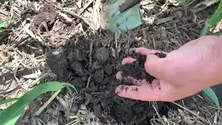 Strip-Till, кукурудза крок за кроком (вегетація 16.06.22). Частина 3 з 6.