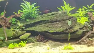 Unheated 20g Aquarium Day 289