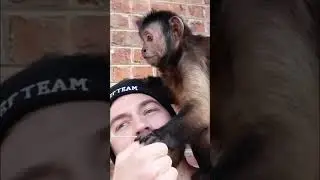 Monkey fun outside #monkey #outside #shorts